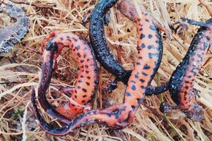 На берегу Одесской области выбросило десятки тысяч земноводных: среди них одно из Красной книги фото 1