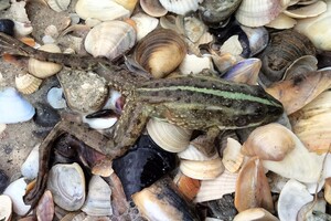 На берегу Одесской области выбросило десятки тысяч земноводных: среди них одно из Красной книги фото 2