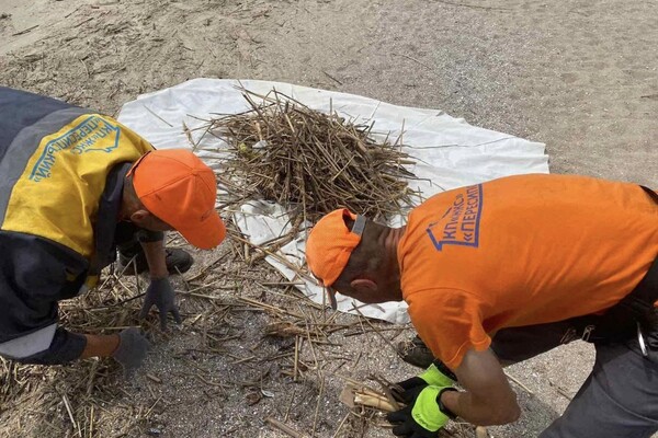 Жаби та колоди: на пляжах Одеси почали прибирати сміття фото 3