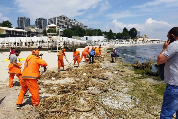 Жабы и бревна: на пляжах Одессы начали убирать мусор фото 9