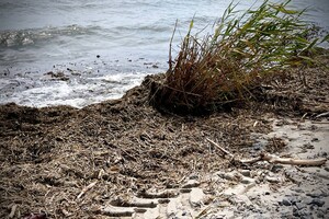 Жабы и бревна: на пляжах Одессы начали убирать мусор фото 22