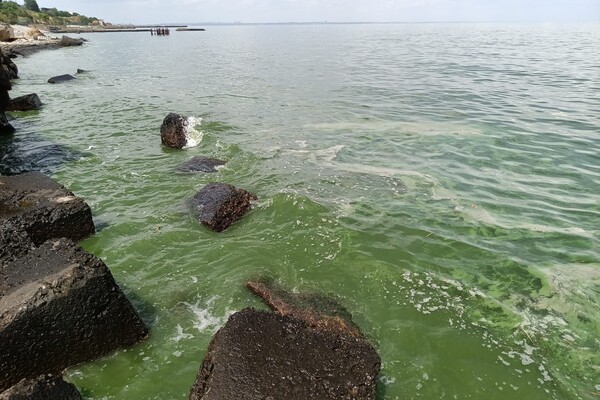 В Одесі почало цвісти море: воно позеленіло (фото, відео) фото 2