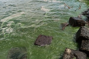 В Одессе начало цвести море: оно позеленело (фото, видео) фото 4