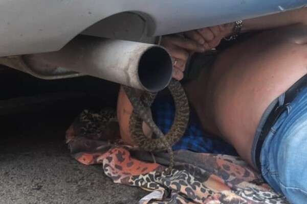 В Одессе змея заползла под авто: пришлось звонить директору зоопарка фото