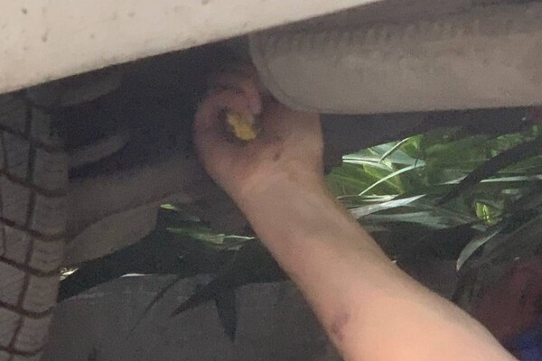 В Одессе змея заползла под авто: пришлось звонить директору зоопарка фото 1