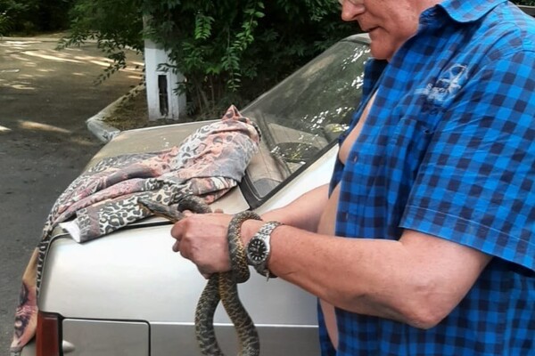 В Одессе змея заползла под авто: пришлось звонить директору зоопарка фото 3
