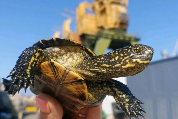 В Одессе продолжают спасать животных, вынесенных потоком из Каховского водохранилища фото