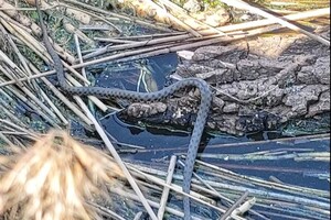 В Одесі продовжують рятувати тварин, винесених потоком із Каховського водосховища фото 3