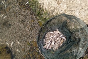 На Одещині зафіксували масовий замор креветок і бичків у Хаджибейському лимані фото 1
