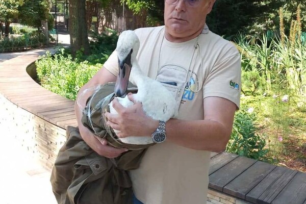 В Одесі врятували двох лебедів, які впали на дах приватного будинку фото