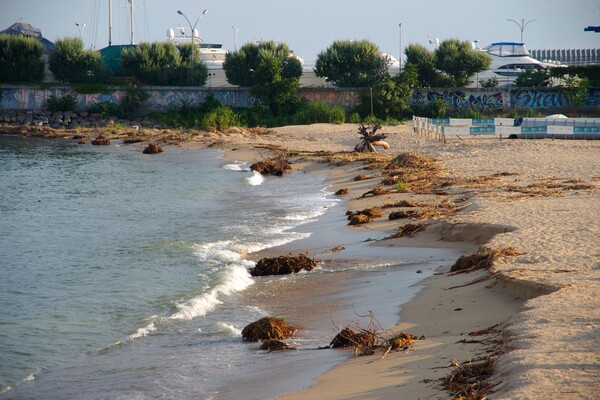 Мусор и плавни: в Одессе не убирают пляж в курортном микрорайоне фото 8