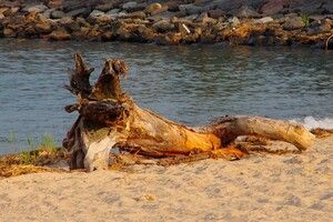 Сміття та плавні: в Одесі не прибирають пляж у курортному мікрорайоні фото 9