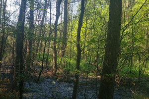 Директор комунального підприємства забруднив Французький ліс на Одещині: загинули 200 дерев фото 4
