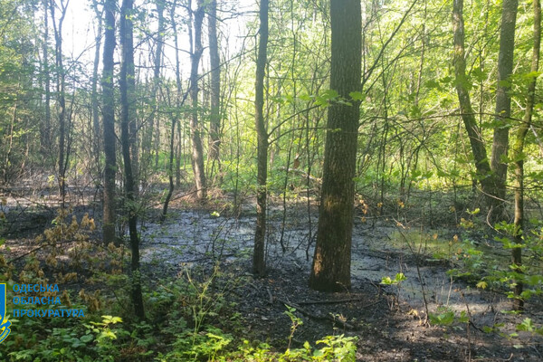 Директор коммунального предприятия загрязнил Французский лес в Одесской области: погибли 200 деревьев фото 5