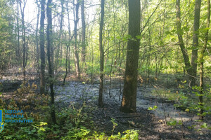 Директор комунального підприємства забруднив Французький ліс на Одещині: загинули 200 дерев фото 5
