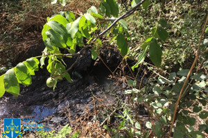 Директор комунального підприємства забруднив Французький ліс на Одещині: загинули 200 дерев фото 6
