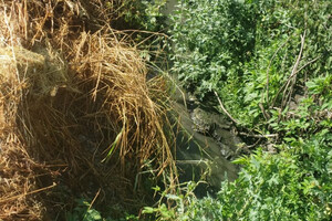 Директор комунального підприємства забруднив Французький ліс на Одещині: загинули 200 дерев фото 7