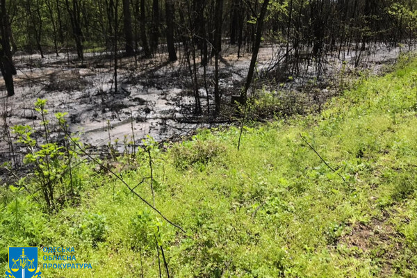 Директор комунального підприємства забруднив Французький ліс на Одещині: загинули 200 дерев фото 8