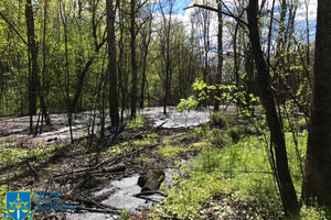 Директор коммунального предприятия загрязнил Французский лес в Одесской области: погибли 200 деревьев фото 9
