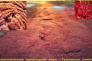 Береги Тузловських лиманів почервоніли: там оселилися рожеві фламінго та пелікани фото