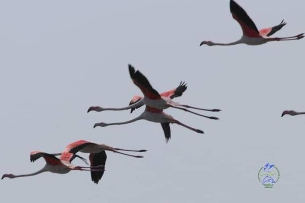 Берега Тузловских лиманов покраснели: там поселились розовые фламинго и пеликаныфото 1