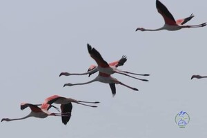 Берега Тузловских лиманов покраснели: там поселились розовые фламинго и пеликаны  фото 1