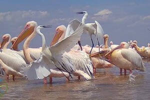 Берега Тузловских лиманов покраснели: там поселились розовые фламинго и пеликаны  фото 2
