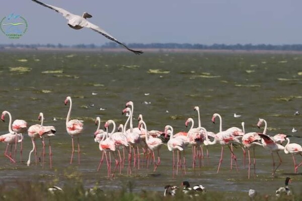 Берега Тузловских лиманов покраснели: там поселились розовые фламинго и пеликаныфото 4