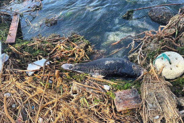 На пляже в Одессе вынесло труп дельфина фото 2
