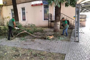 Штормова погода в Одесі: у місті впало 20 дерев, а в області на морі вибухнули міни (оновлено) фото 1