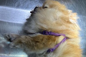 В Одессе бойцовский пес насмерть загрыз шпица фото 2