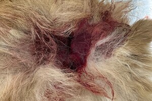 В Одессе бойцовский пес насмерть загрыз шпица фото 4