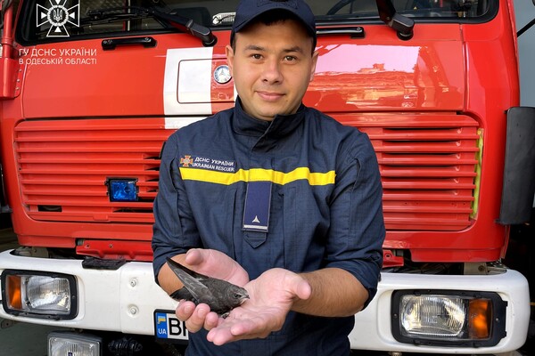 Одеські пожежники врятували стрижа Арчі фото 2
