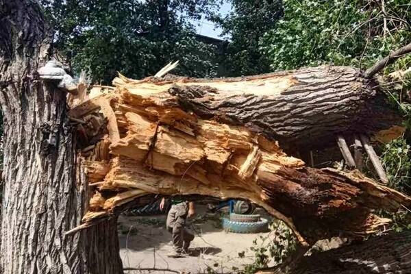 Негода: в Одесі продовжується сильний деревопад фото 2