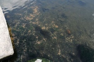 У Хаджибейському лимані на Одещині також зафіксували замор риби фото 2