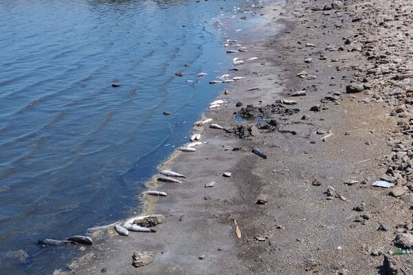 У Хаджибейському лимані на Одещині також зафіксували замор риби фото 3