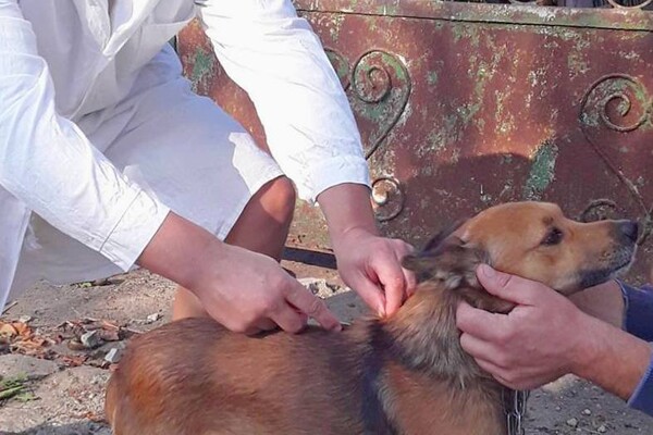 На Одещині за тиждень вакцинували від сказу понад 18 тисяч тварин фото 1