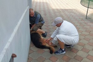 На Одещині за тиждень вакцинували від сказу понад 18 тисяч тварин фото 2