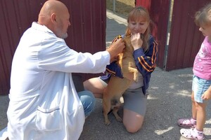 На Одещині за тиждень вакцинували від сказу понад 18 тисяч тварин фото 4