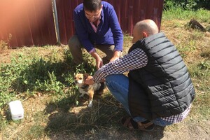 На Одещині за тиждень вакцинували від сказу понад 18 тисяч тварин фото 15