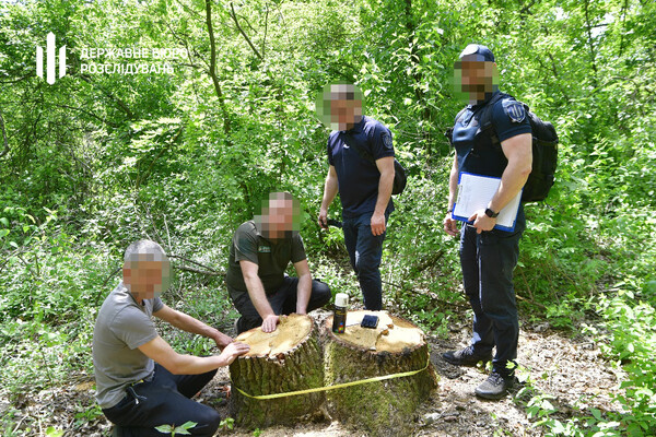 У нацпарку на Одещині незаконно зрубали дерева на 80 мільйонів фото 2