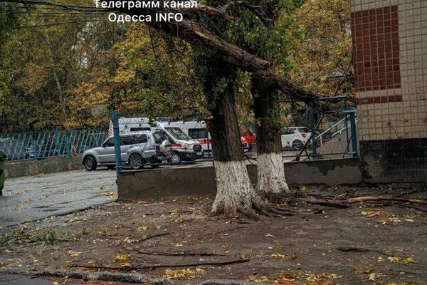 Непогода: сильный ветер в Одессе повалил 46 деревьев и больших веток (обновлено) фото