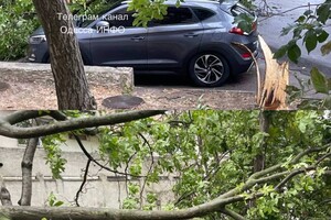 Негода: сильний вітер в Одесі повалив 46 дерев та великих гілок (оновлено) фото 1