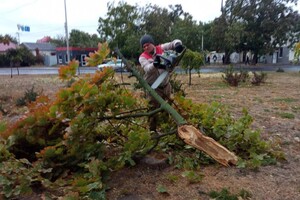 Непогода: сильный ветер в Одессе повалил 46 деревьев и больших веток (обновлено) фото 7