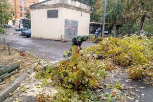 Непогода: сильный ветер в Одессе повалил 46 деревьев и больших веток (обновлено) фото 9