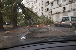 Непогода: сильный ветер в Одессе повалил 46 деревьев и больших веток (обновлено) фото 12