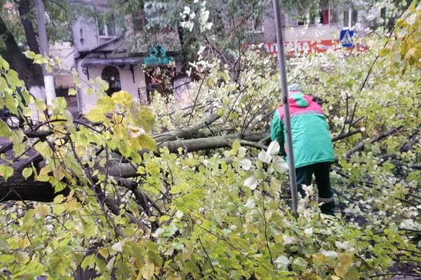 Непогода: сильный ветер в Одессе повалил 46 деревьев и больших веток (обновлено) фото 13