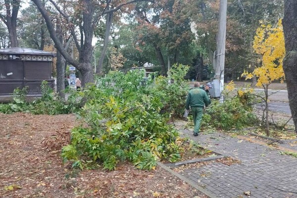 Непогода: сильный ветер в Одессе повалил 46 деревьев и больших веток (обновлено) фото 14