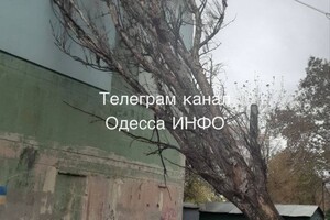 Непогода: сильный ветер в Одессе повалил 46 деревьев и больших веток (обновлено) фото 15