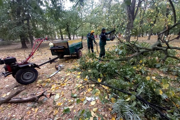 Непогода: сильный ветер в Одессе повалил 46 деревьев и больших веток (обновлено) фото 21